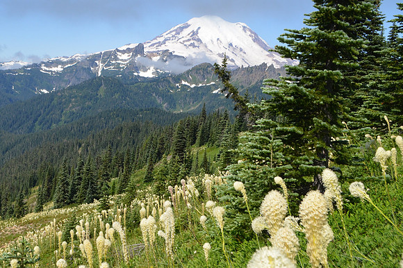 Naches Loop Trail beargrass 2 009