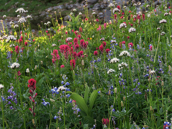 Paradise Meadows 7