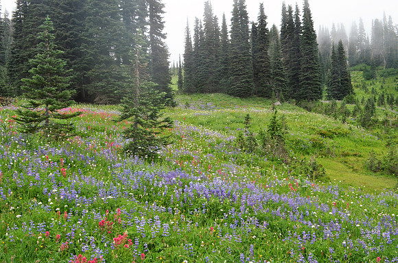 Paradise meadows 9
