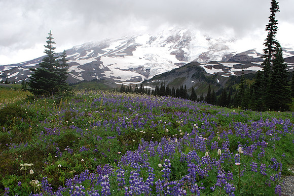 Paradise Meadows 11