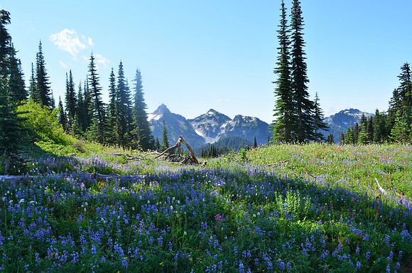 Paradise Meadows 13