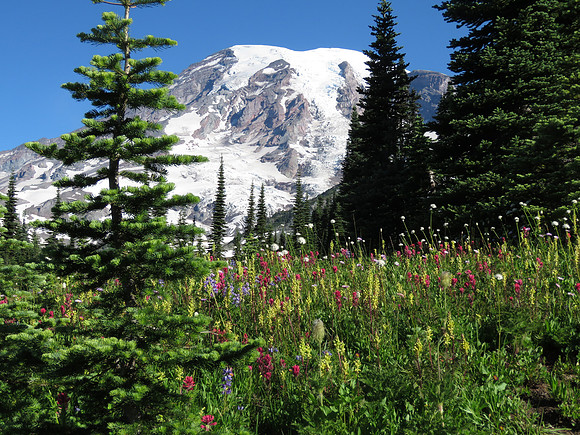 Paradise Subalpine meadow