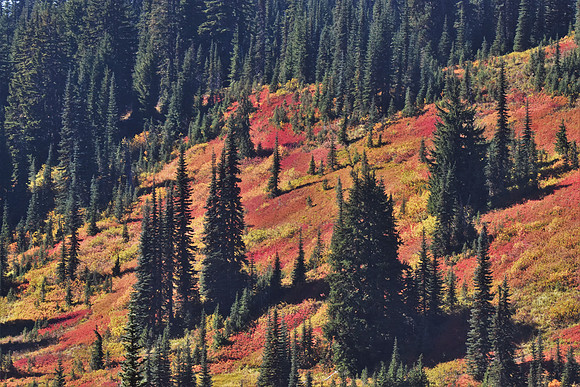 Paradise Valley Road