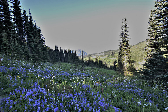 Skyline Trail