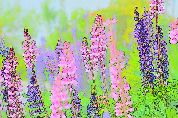 Lupine sketch 002