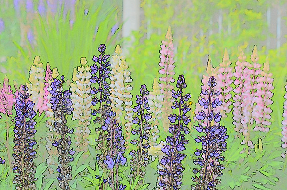 Lupine sketch 001