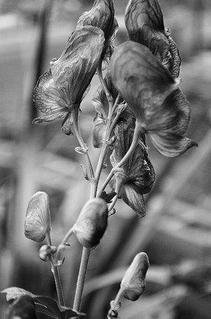BW Monkshood