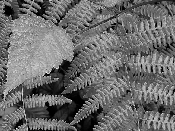 BW fern