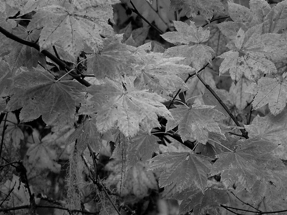 BW Leaves