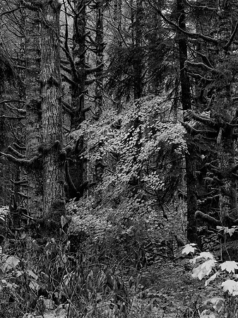 BW Forest