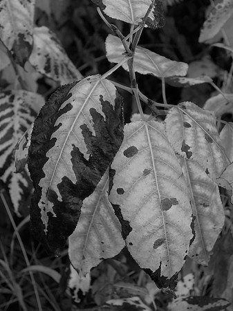 Leaves 5