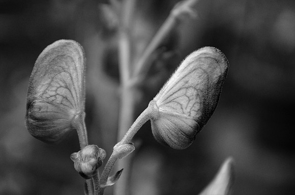 Monkshoods BW