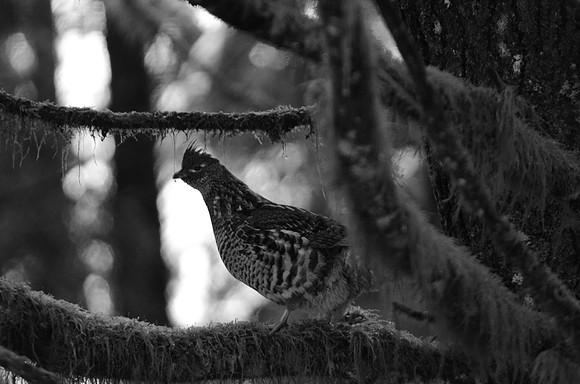 Ruffed grouse B&W