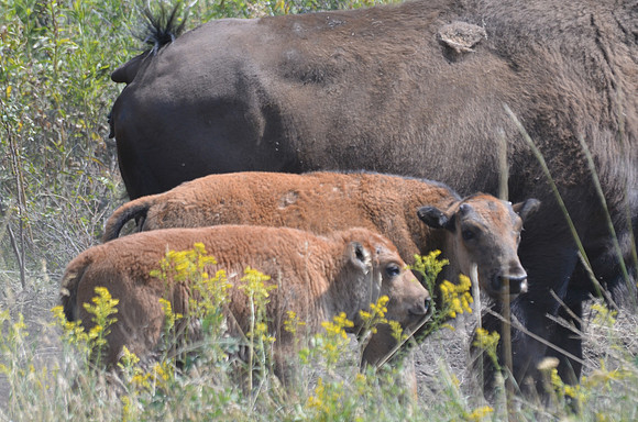 Bison 3