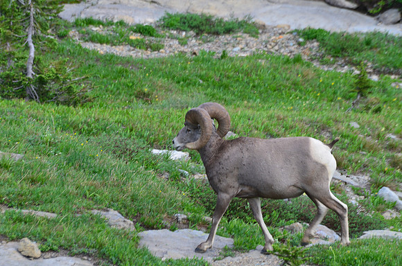 Bighorn Sheep 7