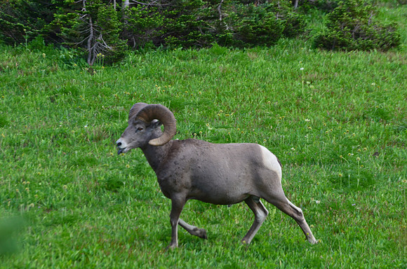Bighorn Sheep