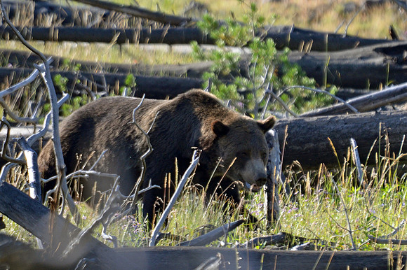 Grizzley Bear