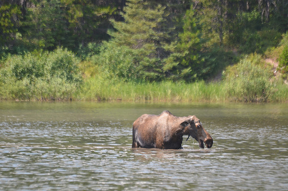 Moose 4