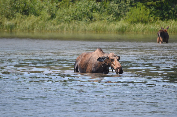 Moose