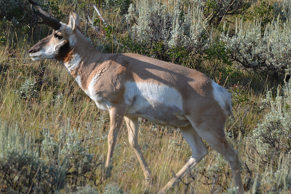 Pronghorn