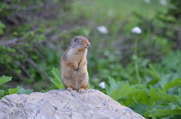 Wyoming Ground Squirrel 9