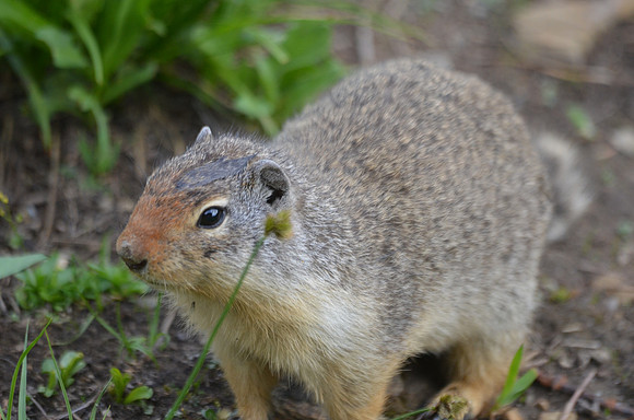 Wyoming Ground Squirrel