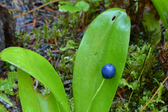 Bead lily Berry