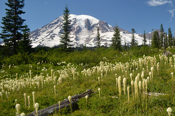 Bench Lake -Beargrass