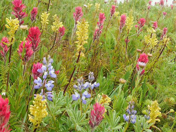 Subalpine Flowers field