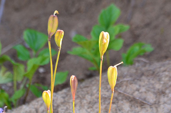 avalanche lily seeds
