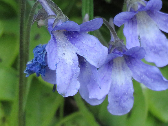 Butterwort 167