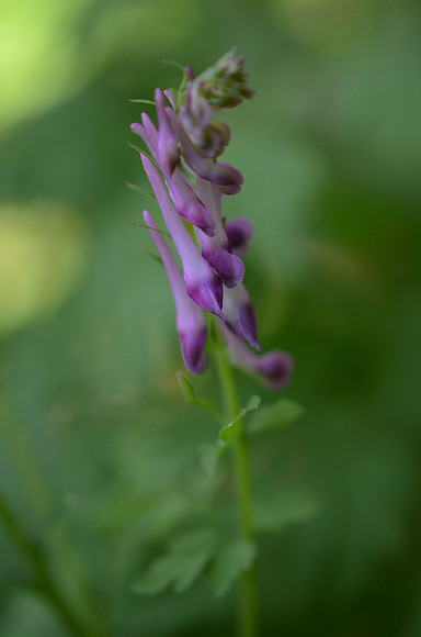 Coryadalis scouleri