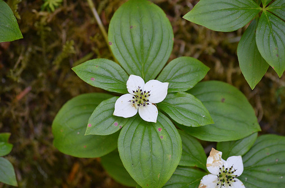 Bunchberry