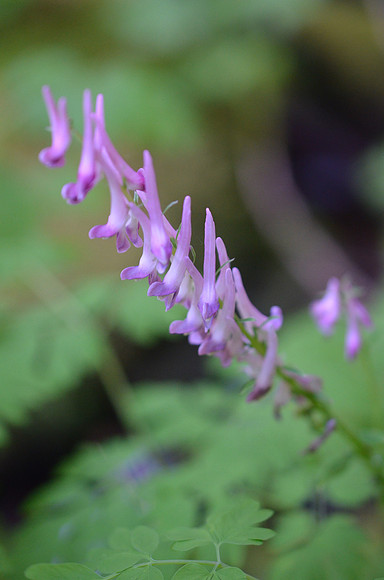 Corydalis scouleri