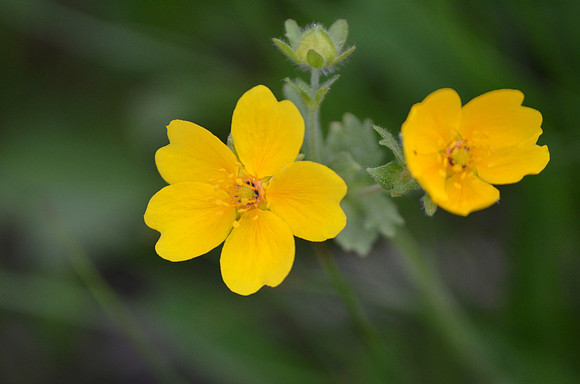 Cinquefoil 351