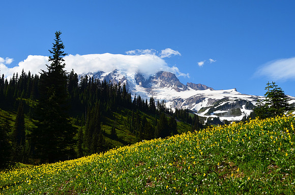 Glacier lilies MR 3003