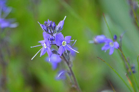 Cusick's Speedwell  313