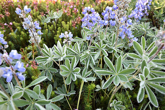 Frosty lupine