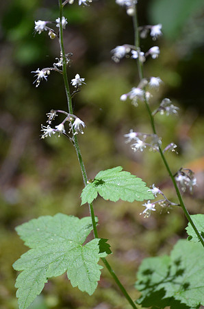 Foamflower 215