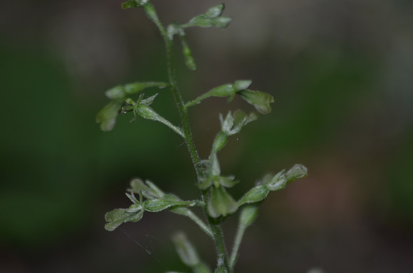 Heart-leaved Twayblade