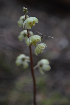 Green Wintergreen 144