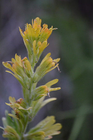 Harsh Paintbrush Var. Yellow
