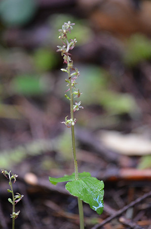 Heart-leaved Twayblade 097
