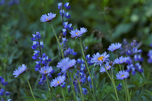 Lupine  Mt Daisy