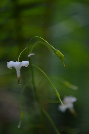 Inside-Out-Flower