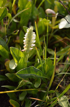Lady Tresses 277