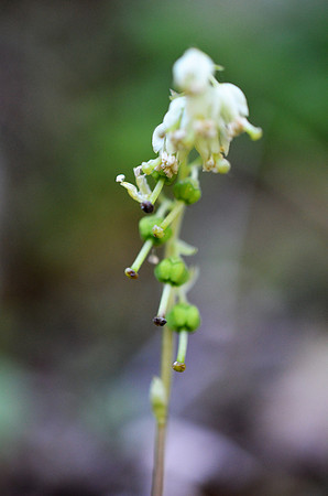 Menzie's Pipsissewa seedhead 8