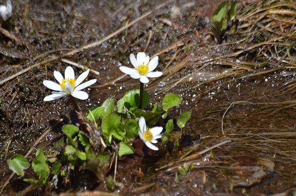 Marsh Marigold