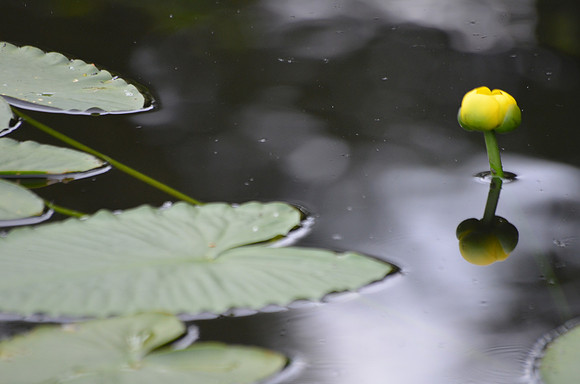 Nuphar polysepala