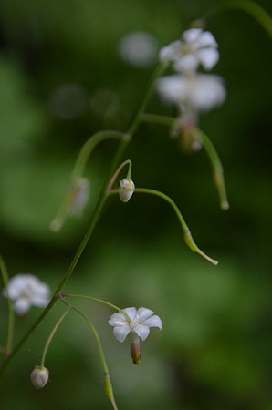 Northern inside-out flower 149